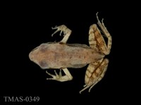 藏品(拉都希氏蛙)的圖片